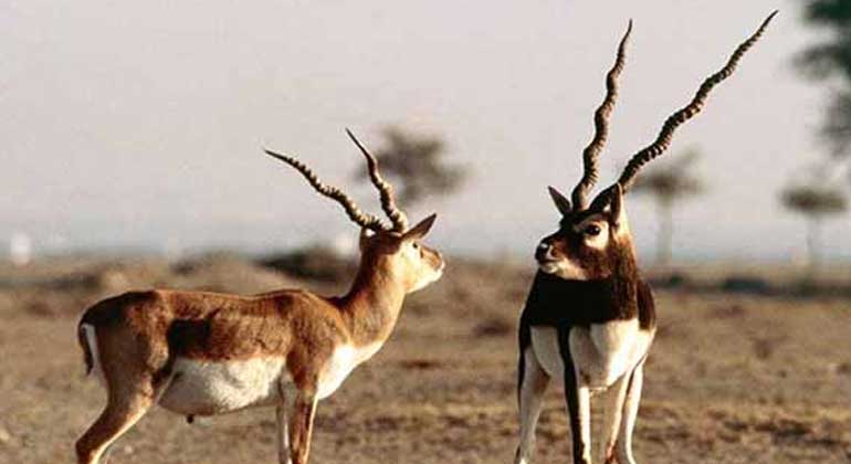 Tal Chhapar Sanctuary